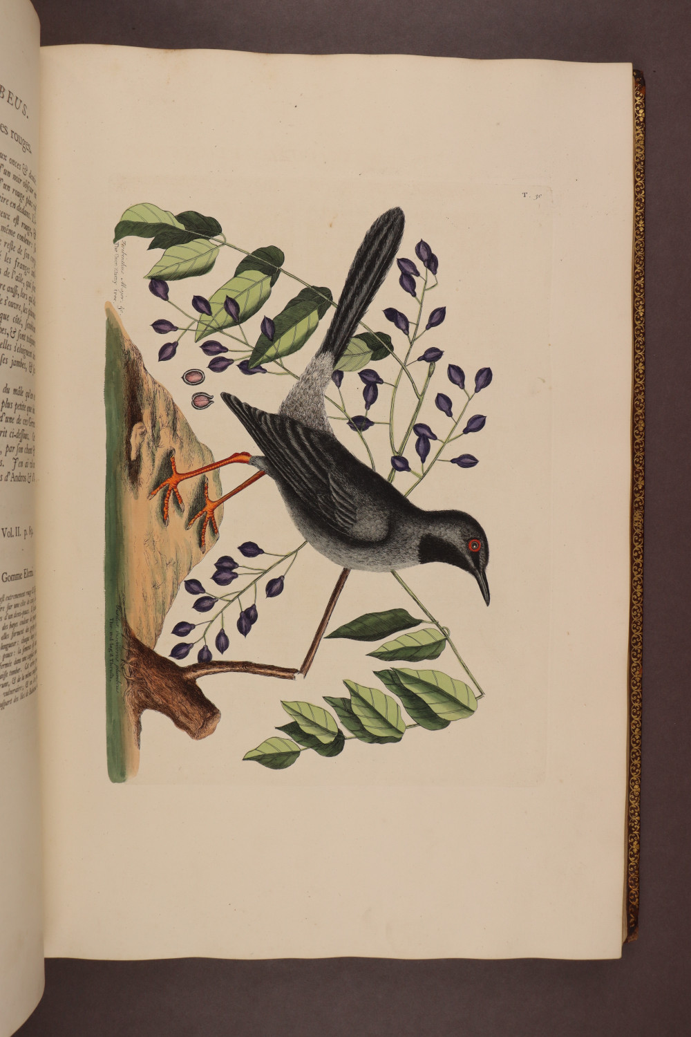 Plate 30